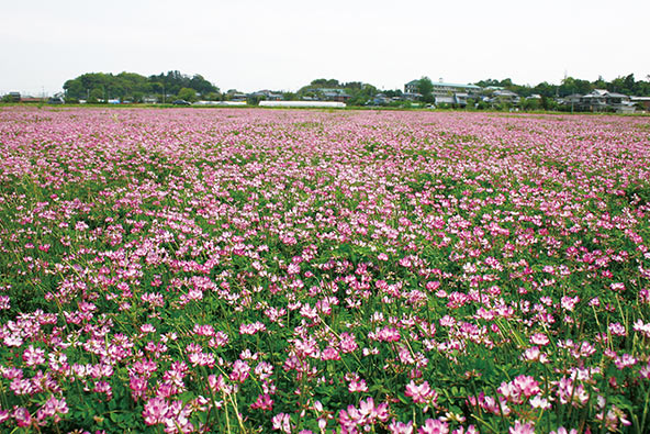 田んぼ沿いのレンゲ畑